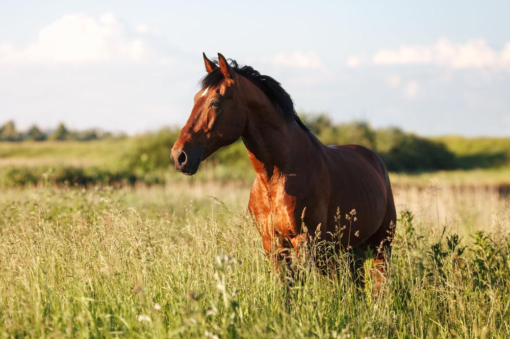 cheval