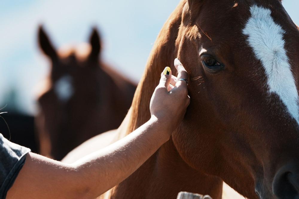 Médiation équine à Néoules