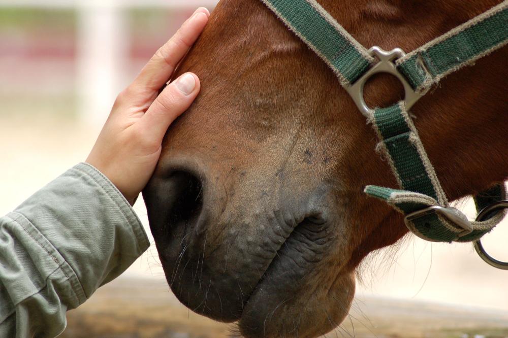 cheval caresse