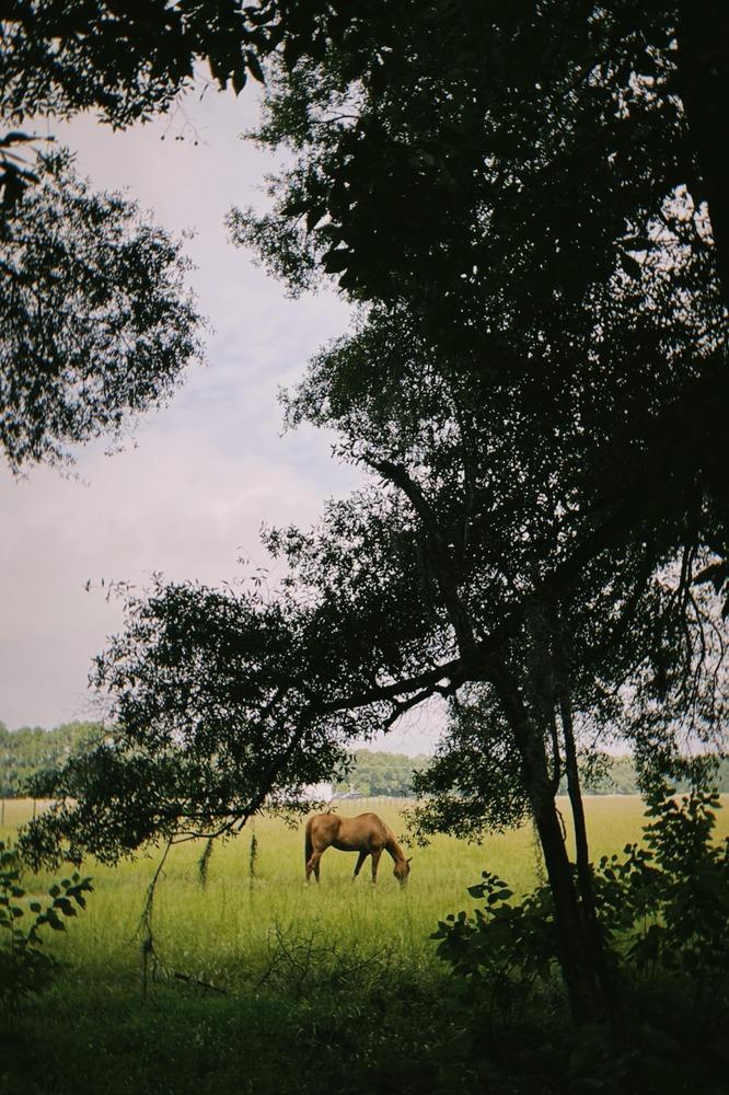 ateliers chevaux_muriel bihan (2)