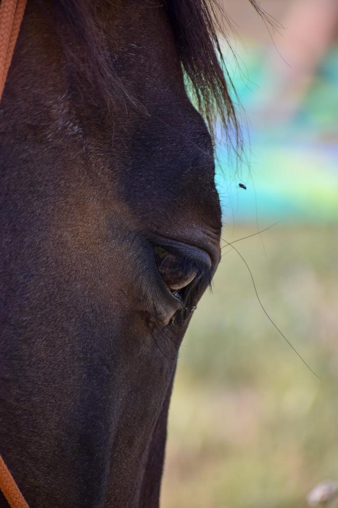 Ateliers chevaux - sens de l'eveil (6)